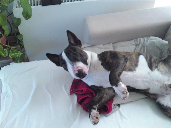 Bullterrier miniature Oscar - Var der noget? billede 2