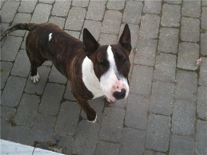 Bullterrier miniature Oscar billede 3