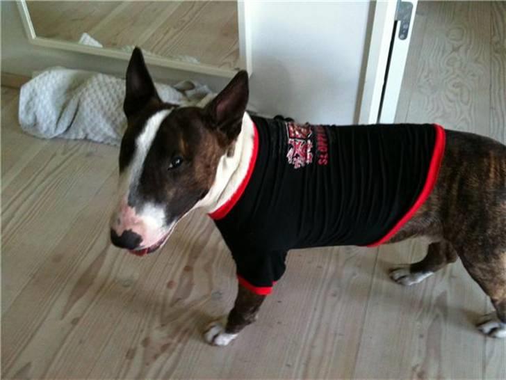 Bullterrier miniature Oscar - Folk syntes jeg ser så farlig ud så jeg får tøj på når jeg skal gøre et godt indtryk. billede 4