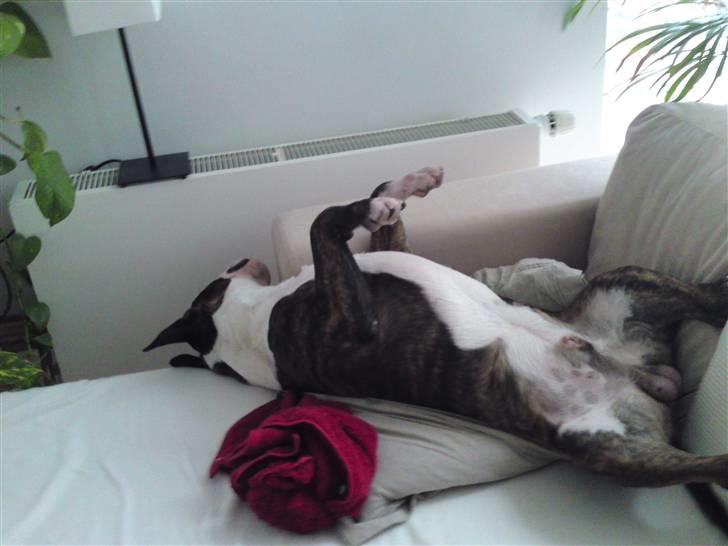 Bullterrier miniature Oscar - Sådan tilbringer jeg størstedelen af tiden. billede 5
