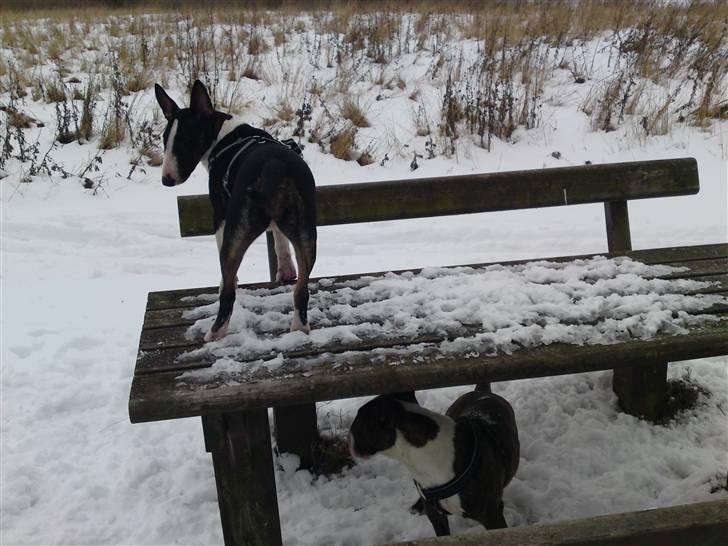 Bullterrier miniature Oscar - Hvor er hun!? Hvor er han!? billede 6