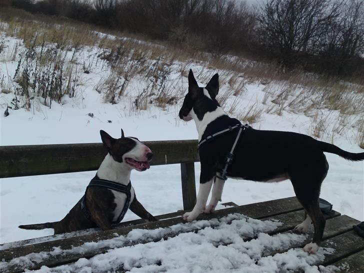 Bullterrier miniature Oscar - Der var du! billede 7