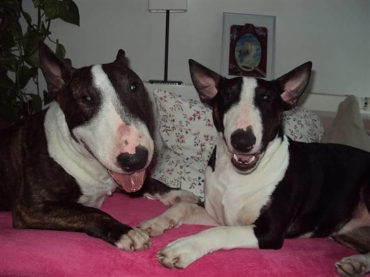 Bullterrier miniature Oscar - Oscar og hans lille kæreste Maggie billede 8