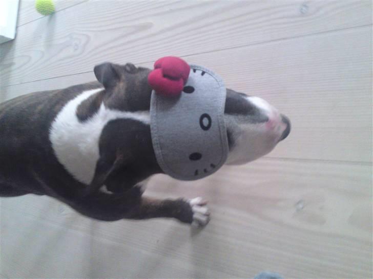 Bullterrier miniature Oscar - far er ond og driller mig med tøsegejl! billede 9