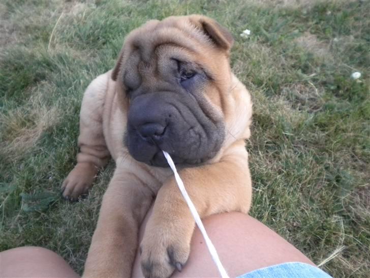 Shar pei Hulliga-Hulda - Umm, den er go´ denne her lange hvide ting billede 2