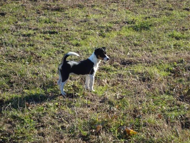 Jack russell terrier Tessa billede 1
