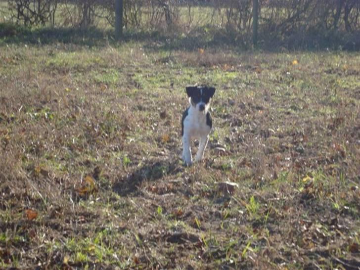 Jack russell terrier Tessa billede 2