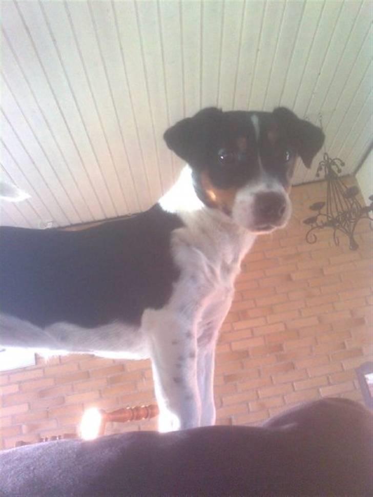 Jack russell terrier Tessa billede 3