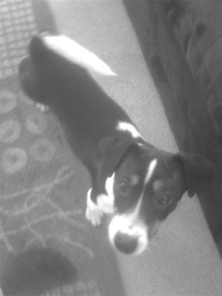Jack russell terrier Tessa billede 4