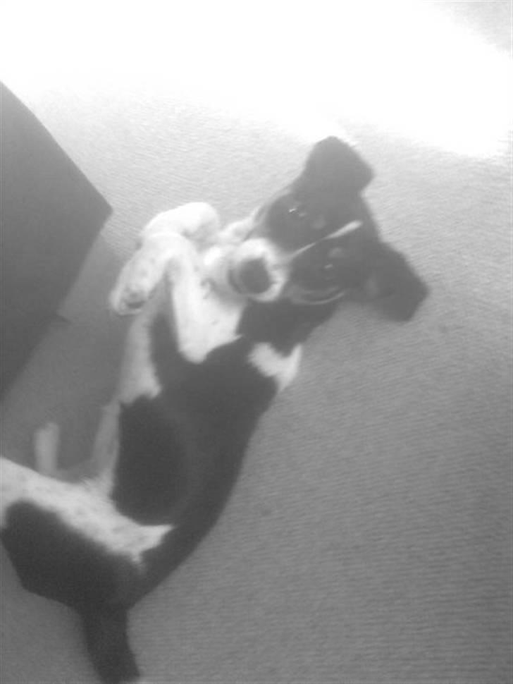 Jack russell terrier Tessa billede 5