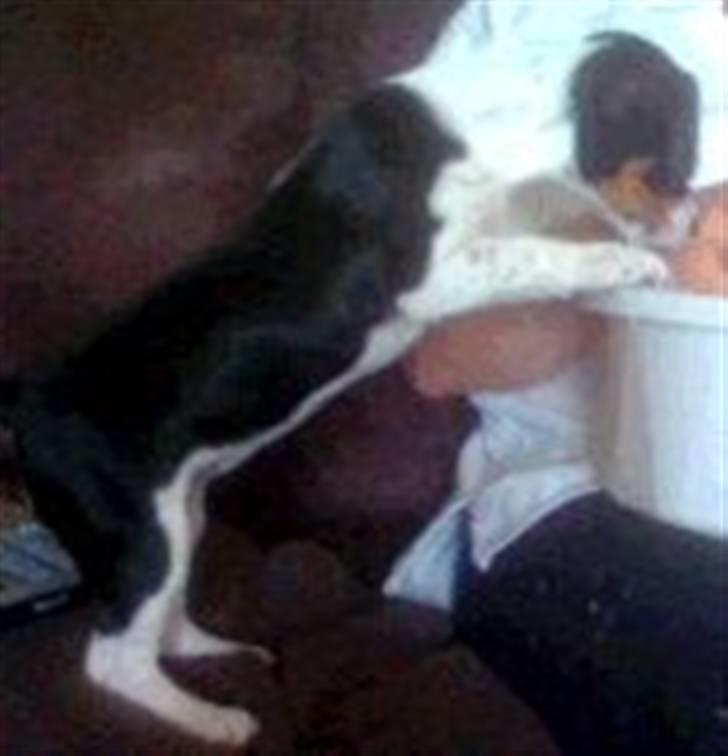 Jack russell terrier Tessa billede 6