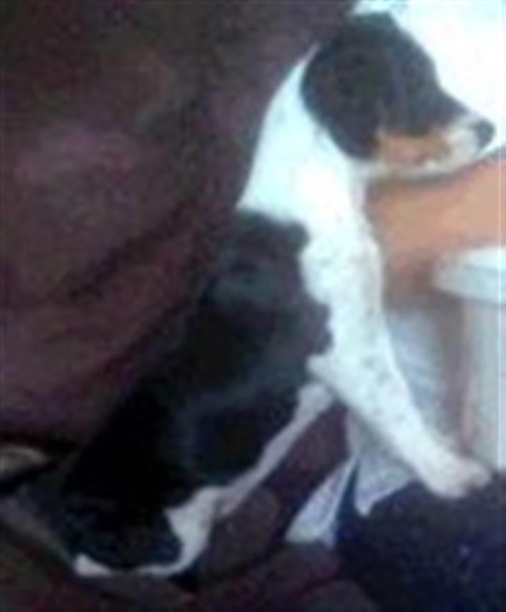 Jack russell terrier Tessa billede 7
