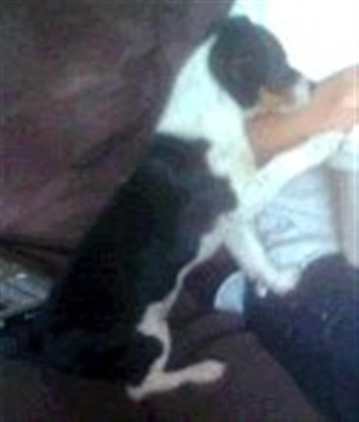 Jack russell terrier Tessa billede 8