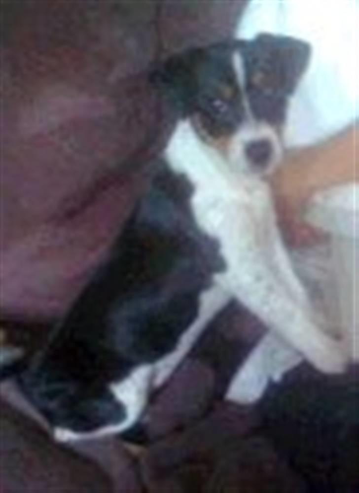 Jack russell terrier Tessa billede 9