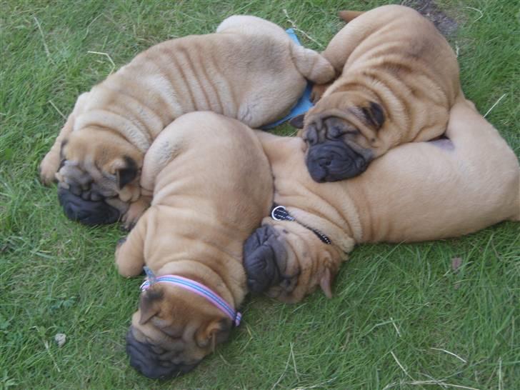 Shar pei Hulliga-Hulda - Ved godt det gir helt sig selv, men for dem som ik kan se det...så er det mig med det sorte halsbånd ;o)  billede 5