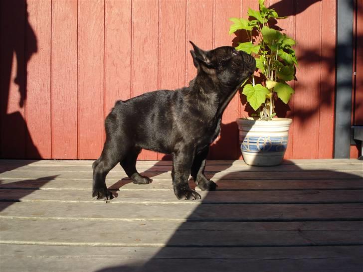 Fransk bulldog Bastian billede 11