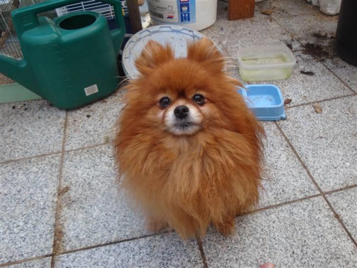 Pomeranian Topsys Rødtop - Topsys Rødtop snart 10 år....1 august 2010  billede 11