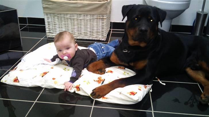 Rottweiler Uffe billede 8