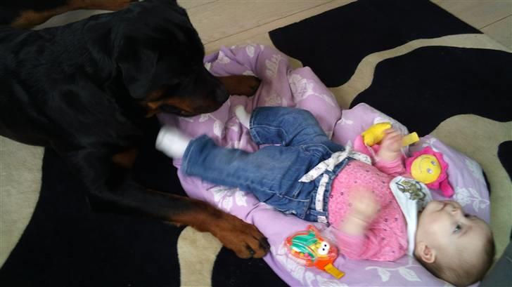 Rottweiler Uffe billede 9