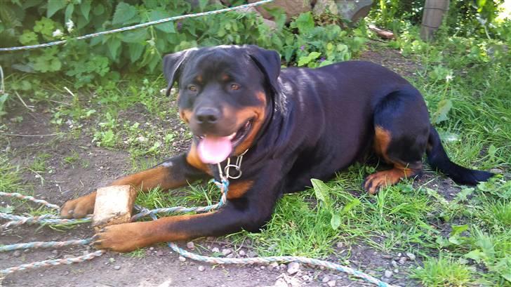 Rottweiler Uffe billede 10