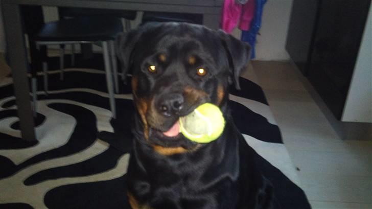 Rottweiler Uffe billede 11