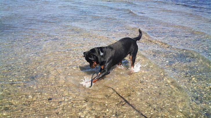 Rottweiler Uffe billede 12