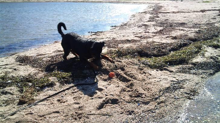 Rottweiler Uffe billede 13