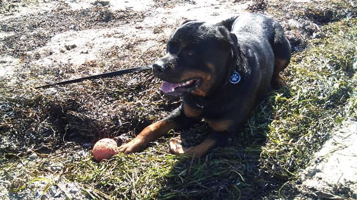 Rottweiler Uffe billede 14