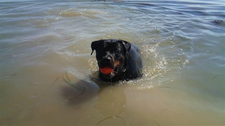Rottweiler Uffe billede 15