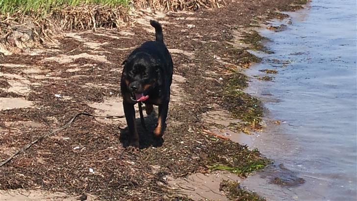 Rottweiler Uffe billede 16