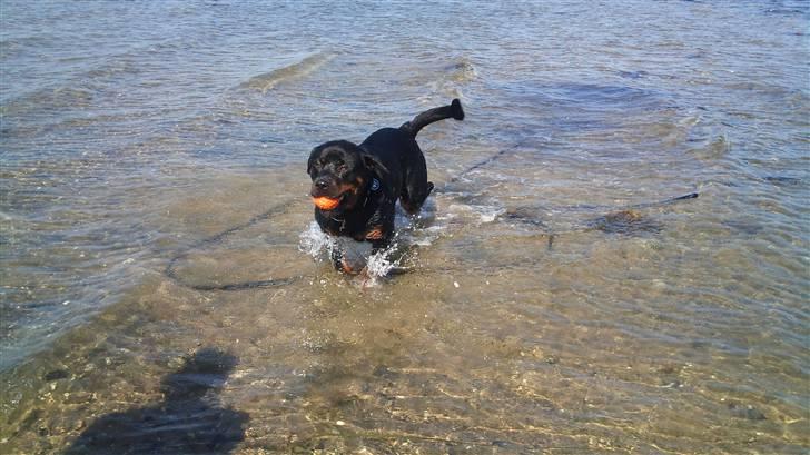 Rottweiler Uffe billede 17