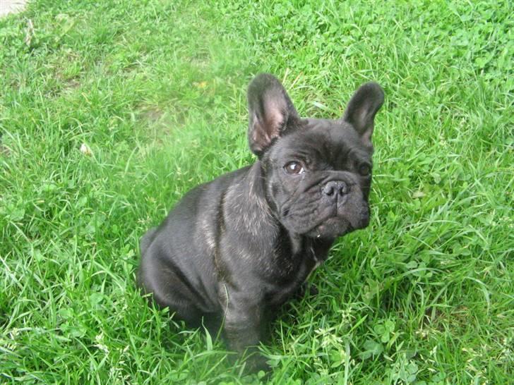 Fransk bulldog Bastian billede 13