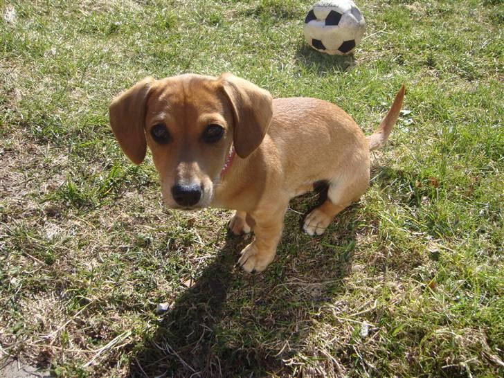 Gravhund Daisy billede 1