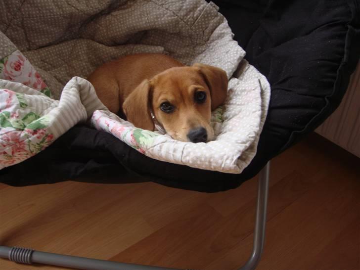 Gravhund Daisy billede 2