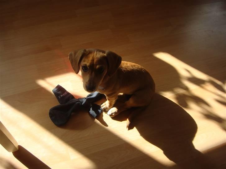 Gravhund Daisy billede 3