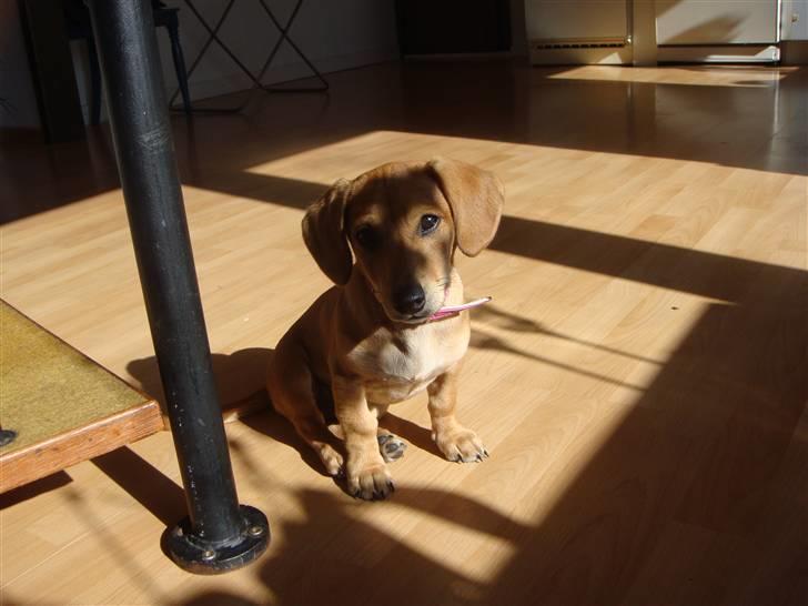 Gravhund Daisy billede 4