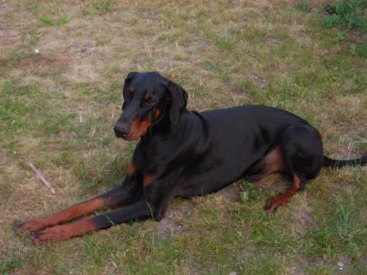 Dobermann Baskerne´s Amok billede 5