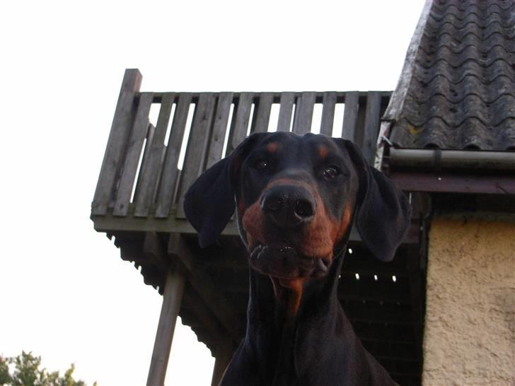 Dobermann Baskerne´s Amok billede 6