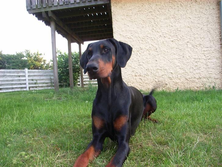 Dobermann Baskerne´s Amok billede 7
