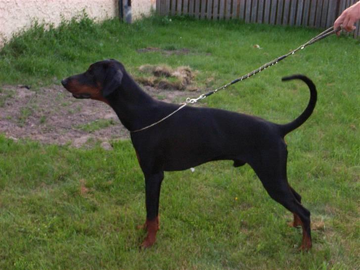 Dobermann Baskerne´s Amok billede 8