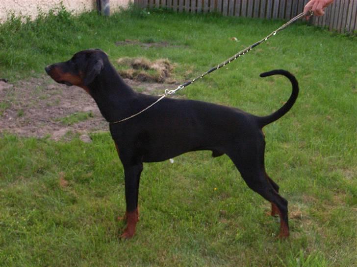 Dobermann Baskerne´s Amok billede 9