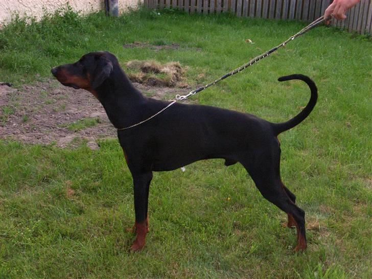 Dobermann Baskerne´s Amok billede 10