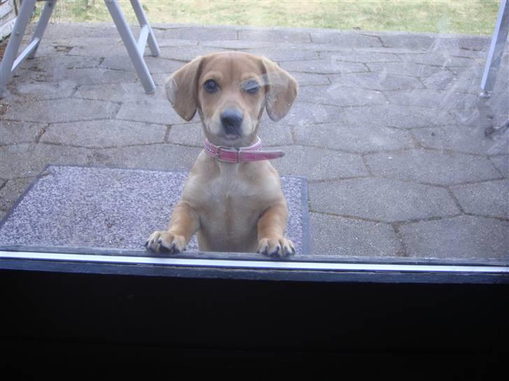 Gravhund Daisy billede 5