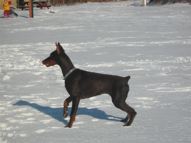 Dobermann enigma billede 11