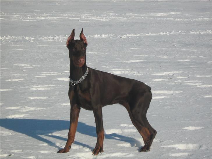 Dobermann enigma billede 12