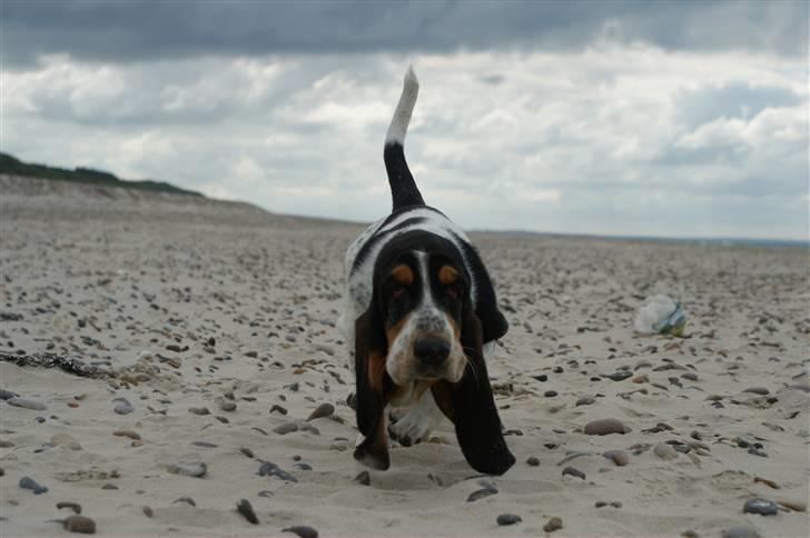 Basset hound Bjasto's Alive (LULU) billede 1