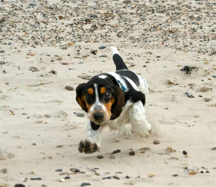 Basset hound Bjasto's Alive (LULU) billede 2