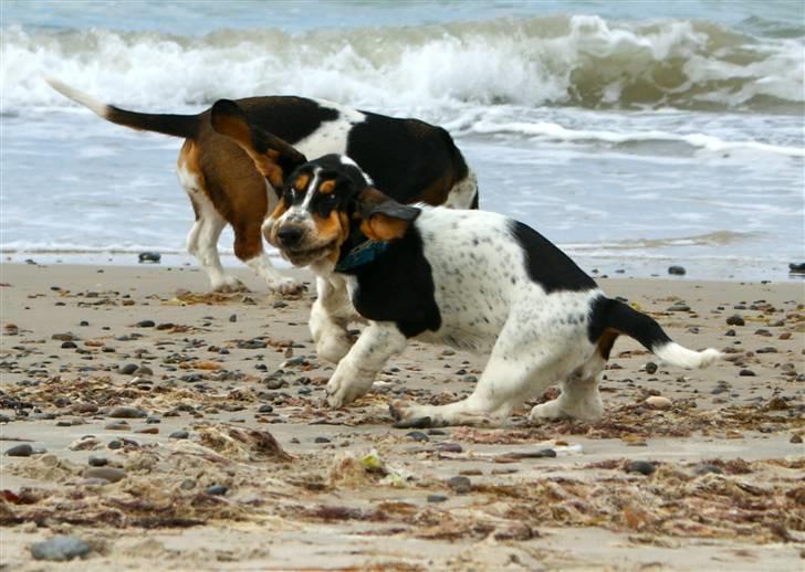 Basset hound Bjasto's Alive (LULU) billede 3