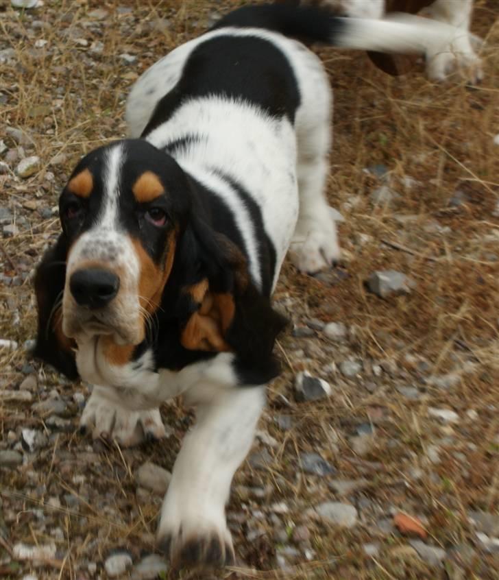 Basset hound Bjasto's Alive (LULU) billede 4