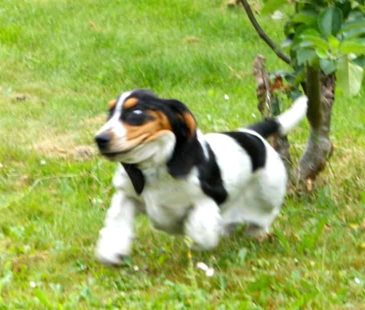 Basset hound Bjasto's Alive (LULU) billede 5